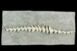 Archimedes Screw Bryozoan Fossil - Illinois #130230-1